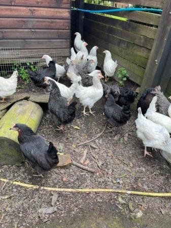 Image 2 of Point of Lay Hens - pure breeds 18 - 20 weeks old