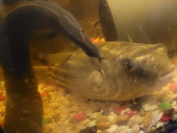 Image 2 of Giant fahaka puffer fish 12inches
