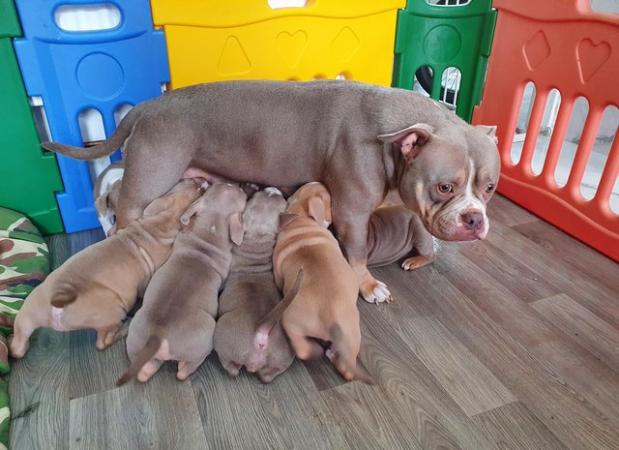 Image 8 of Lilac/fawn/tri pocket bully puppies for sale