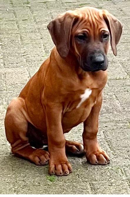Preview of the first image of Rhodesian ridgeback puppies for sale.