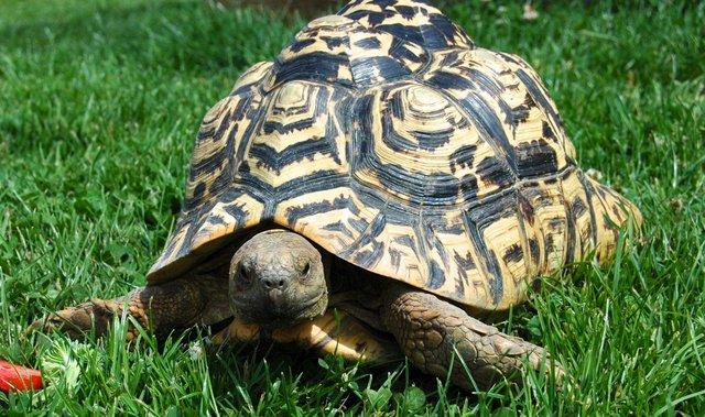 Image 1 of Wanting to rehome some tortoise open to species