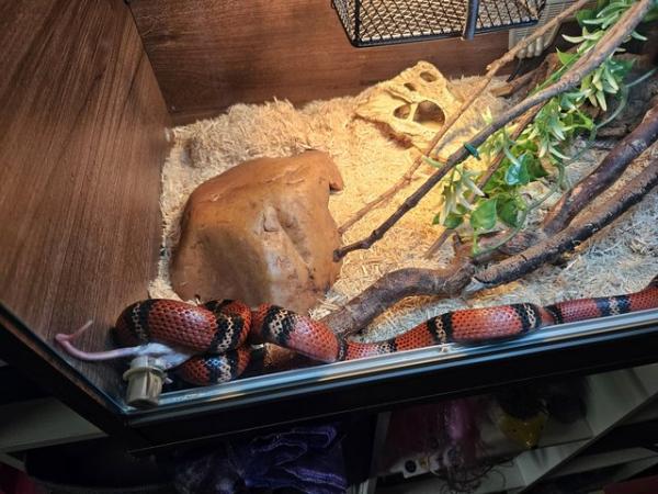 Image 9 of Four year old milk snake for sale with viv and contents