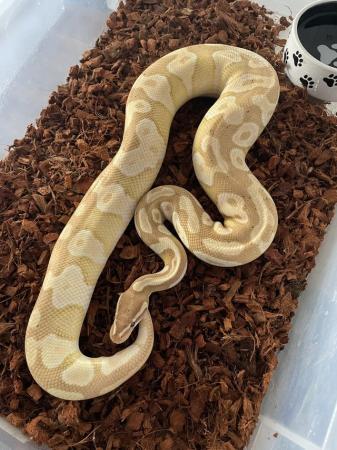 Image 5 of Royal Pythons For Sale Various Morphs