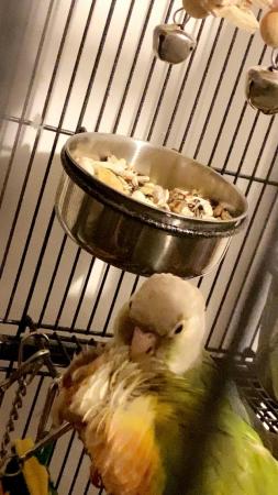 Image 5 of Pair of conures for sale