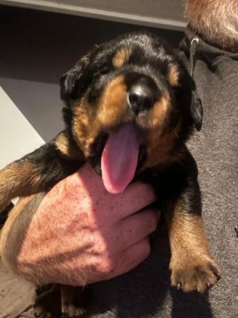Image 4 of Beautiful big chunky Rottweiler puppies for sale