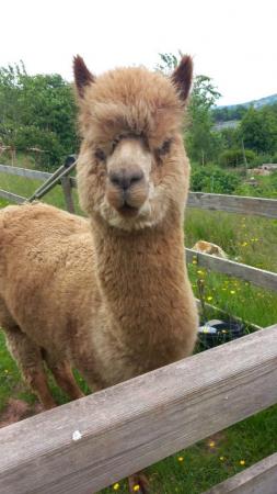 Image 1 of Jeeves alpaca is looking for a new home