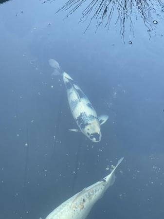 Image 3 of Koi Carp - 11 fish from 45cm to 60+ cm