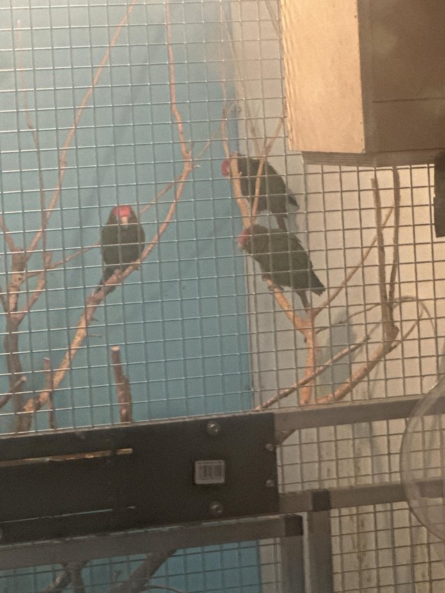 Preview of the first image of Rose crowned conures  2 x hens 23 bred 1 x cock 16 breed.