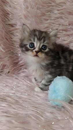 Image 5 of Chinchilla Persian x turkish calico kittens 1 girl left