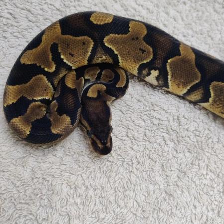 Image 4 of Yellow belly possible leopard het pied female