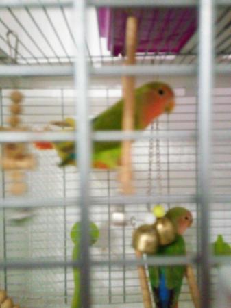 Image 2 of Gorgeous Green young Peachface Lovebirds