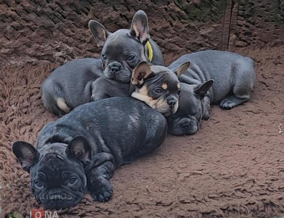 Image 4 of French bulldog puppies 2 girls