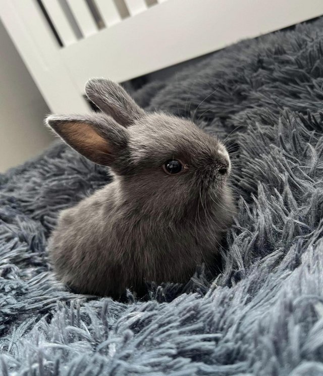 Preview of the first image of 9 week old Netherland dwarf.