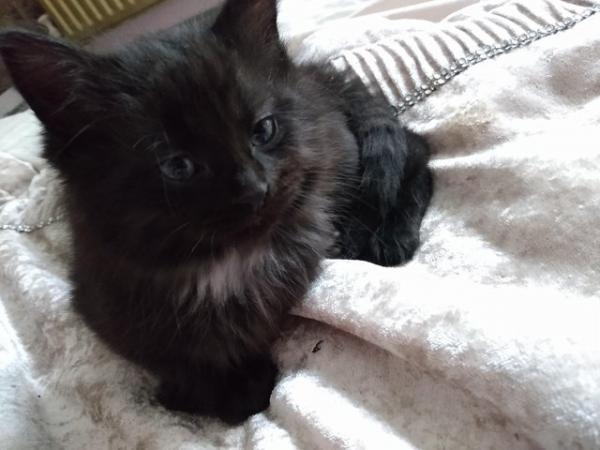 Image 6 of URGENT 2 beautifuI Black Fluffy kittens Ready To Collect