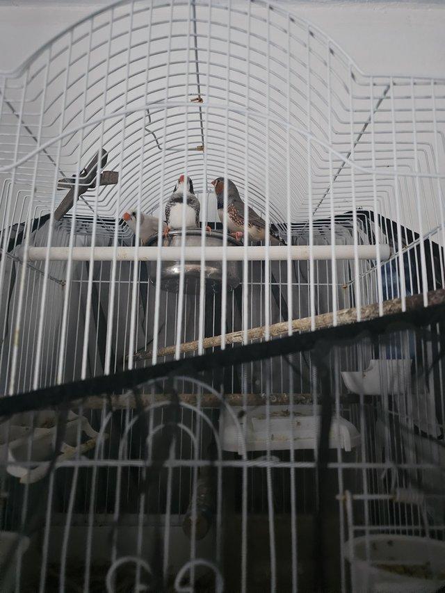 Preview of the first image of Zebra finches looking for new homes.