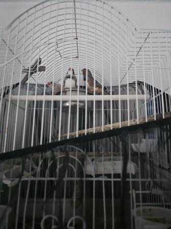 Image 1 of Zebra finches looking for new homes