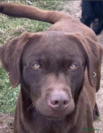 Image 15 of KC registered Health Tested Chocolate Labradors Puppies