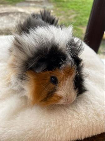 Image 17 of Beautiful female guinea pigs 3 months old