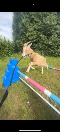 Image 3 of 3 year old standard goat£100