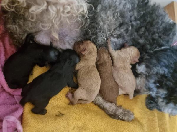 Image 2 of TOY poodle - READ ADVERT
