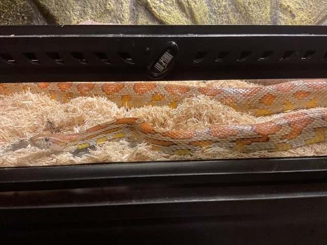 Preview of the first image of Adult corn snake 8 years old.