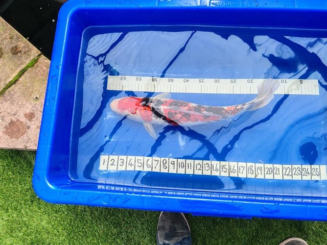 Preview of the first image of LARGE JAPANESE KOI 20 INCH OR 51 CM BEAUTIFUL FISH.