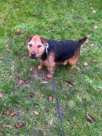 Image 3 of Black and Tan Lakeland terrier bitch for sale