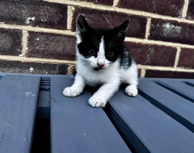Kittens beautiful fully energy — photo 3 of 4