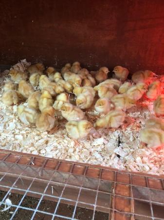 Image 2 of Female Chicks and Chickens for sale