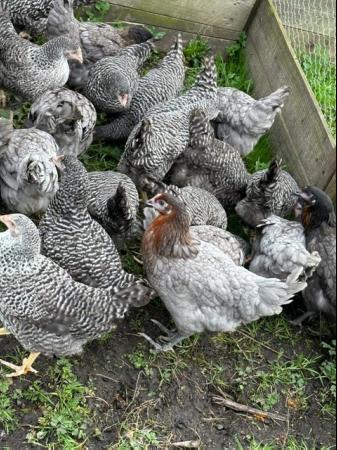 Image 3 of Barred Marans - Point of Lay Hens- Free Range