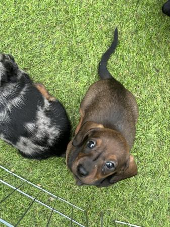 Image 8 of Beautiful miniature dachshund puppies
