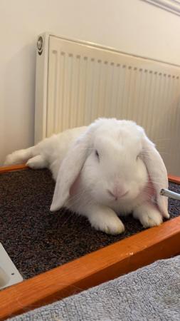 Image 2 of 11 month old Male Mini Lop