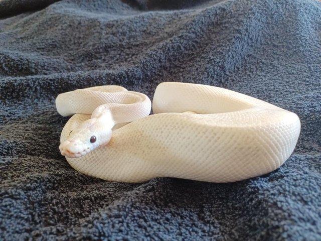 Preview of the first image of Male adult Ivory Royal/Ball Python..