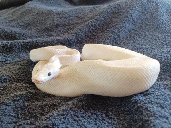 Image 1 of Male adult Ivory Royal/Ball Python.