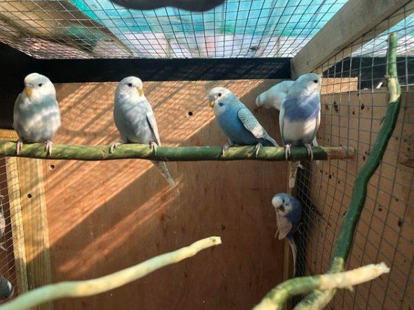 Image 5 of Toy Budgies for sale - available now