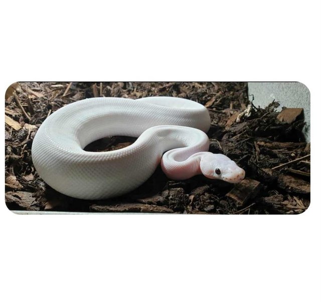 Preview of the first image of Female ivory royal python.