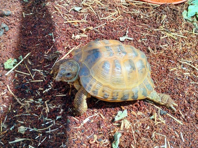 Horsefield Tortoises for sale. — photo 3 of 4