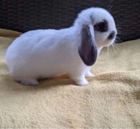 Image 11 of MINI LOP BUNNIES / 5 STAR HOMES ONLY