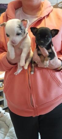 Image 5 of Beautiful chihuahua  puppies  long and short  coated