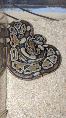 Image 4 of Royal pythons for sale REDUCED REDUCED £50