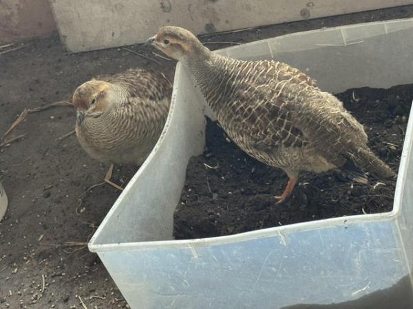 Image 5 of Grey Francolin (male and female)- pair