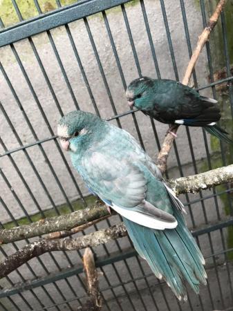 Image 1 of Kakarikis for sale I have 5 Bonded pairs and in to the teens