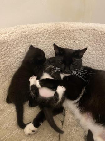 Image 3 of 9 weeks old kittens all black