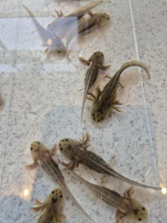 Image 5 of Almost three month old axolotls for sale