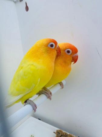 Image 1 of Fischers Lovebirds mutations available
