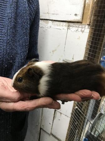 Image 5 of Boy Guineapigs ……………..,,