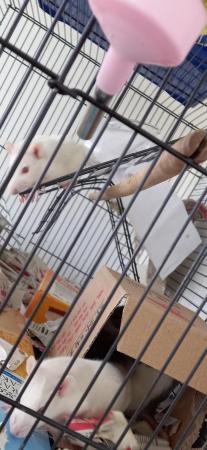 Image 11 of Male young rats ready for rehome in Glasgow (HUSKY)