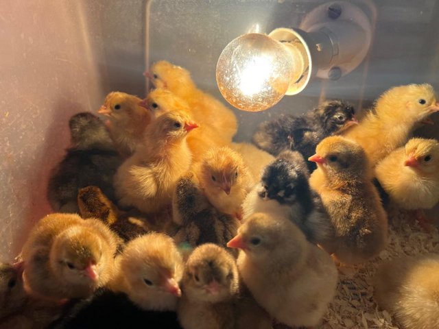 Preview of the first image of Day old Sussex Buff chicks available.