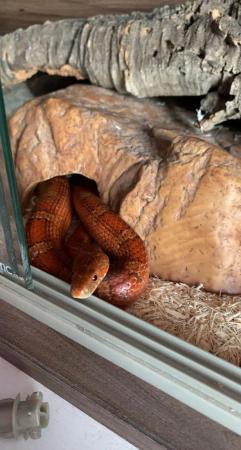 Image 3 of Male Cornsnake approx. 7 years old