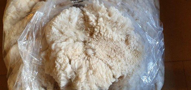 Image 2 of Alpaca fleece for sale - premium fibre from £17.50 per kg